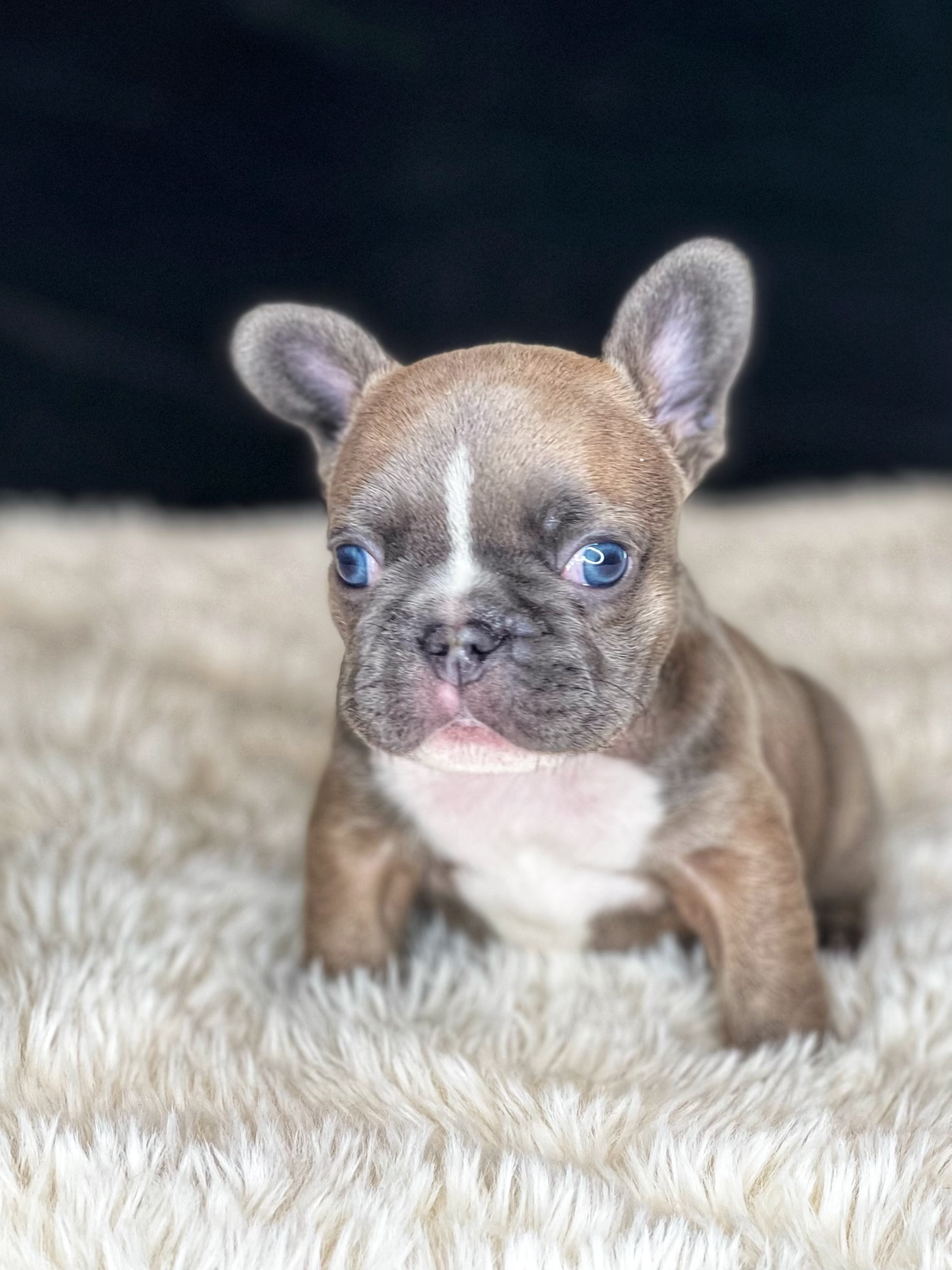 French Bulldog Puppies - Oasis French Bulldogs