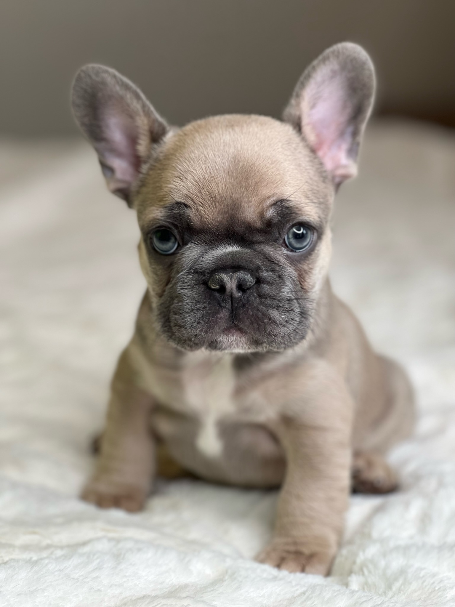 French Bulldog Puppies - Oasis French Bulldogs