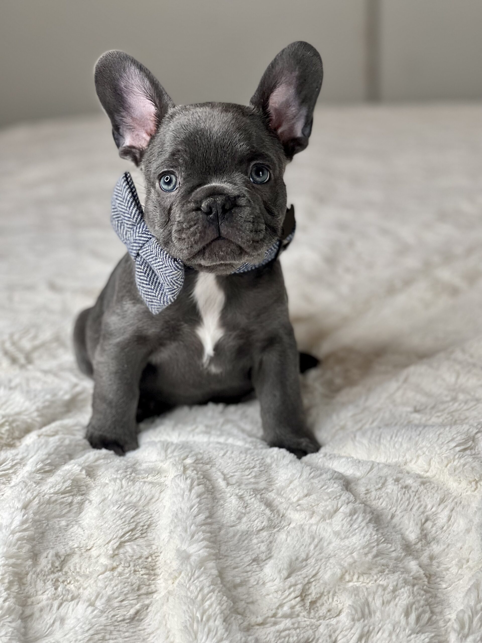 French Bulldog Puppies - Oasis French Bulldogs